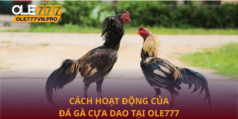 Cách hoạt động của đá gà cựa dao tại Ole777