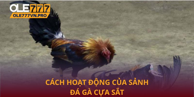 Cách hoạt động của sảnh đá gà cựa sắt Thomo tại Ole777