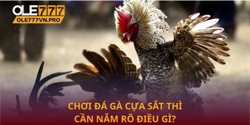 Chơi đá gà cựa sắt thì cần nắm rõ điều gì?