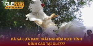 Đá gà cựa dao