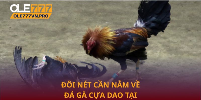 Đôi nét cần nắm về đá gà cựa dao tại Ole777