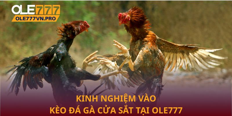 Kinh nghiệm vào kèo đá gà cửa sắt tại Ole777