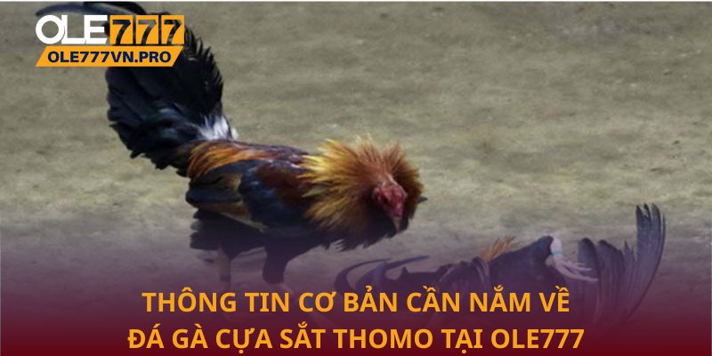 Thông tin cơ bản cần nắm về đá gà cựa sắt Thomo tại Ole777