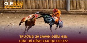 Trường gà Savan